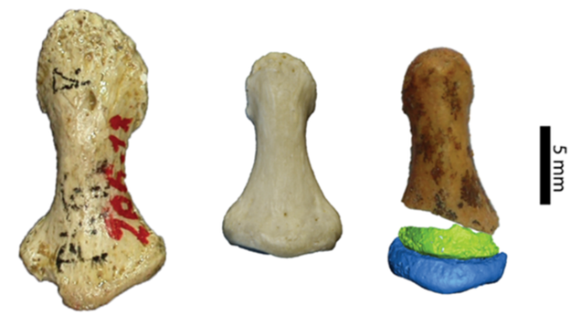 Pinky finger bones belonging to a Neanderthal (left), a modern human (center), and the Denisovan (right).